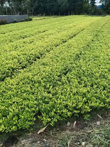 天津东方奥特景观绿化工程