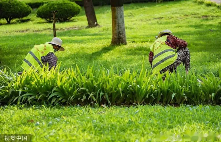 松江城市绿化带种植什么植物好